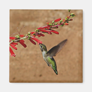 Kolibri, der am Garten füttert Magnet