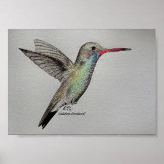 Kolibri - Druck Poster