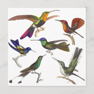 Kolibri-Einladung - 6 schöne Kolibris Einladung