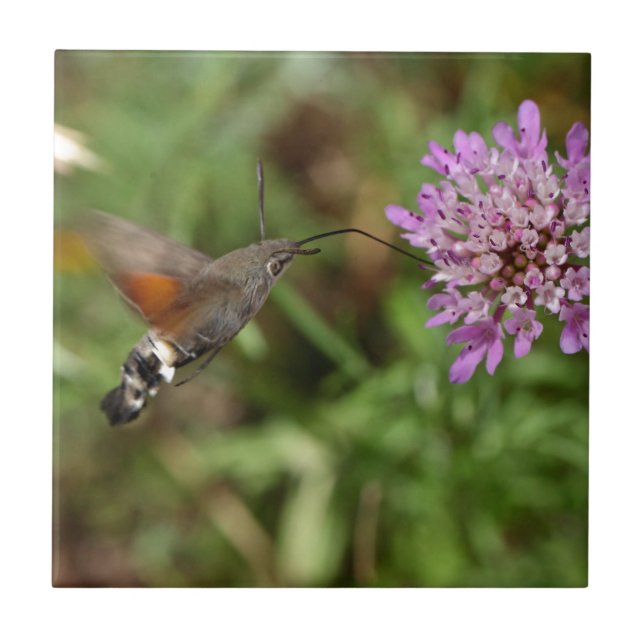 Kolibri Falkemotte (Macroglossum stellatarum) Fliese (Vorderseite)