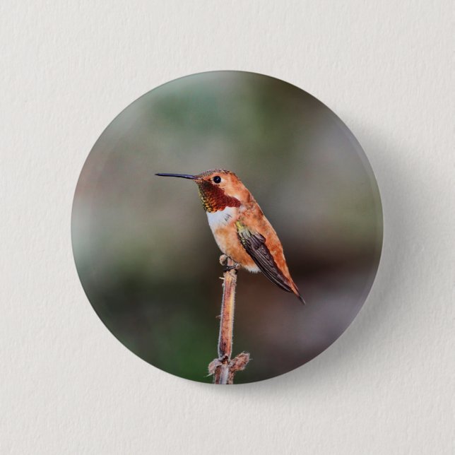 Kolibri-Foto Button (Vorderseite)