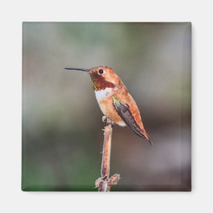 Kolibri-Foto Magnet