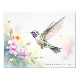 Kolibri Fotodruck
