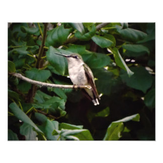 Kolibri Fotodruck