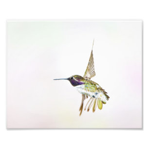Kolibri Fotodruck