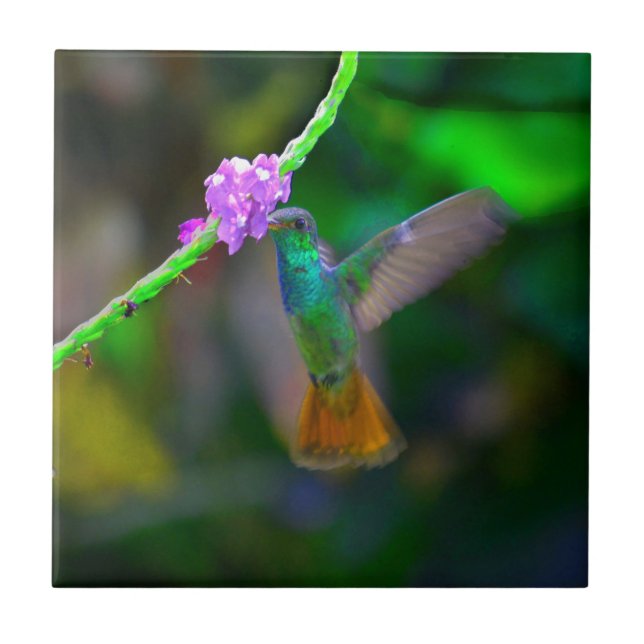 Kolibri-Garten Fliese (Vorderseite)