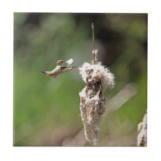 Kolibri-Gebäude ein Nest Fliese (Vorderseite)