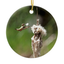 Kolibri-Gebäude ein Nest