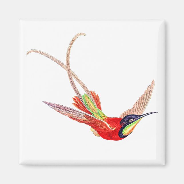 Kolibri im Flug Magnet (Vorne)