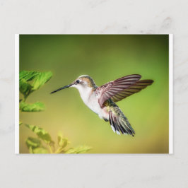 Kolibri im Flug Postkarte