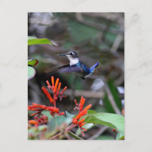 Kolibri im Flug und rote Blumen Postkarte