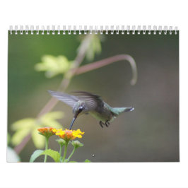 Kolibri-Jahr 'rund Kalender