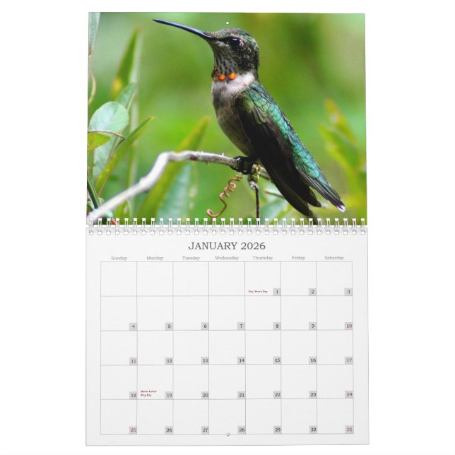 Kolibri-Jahr 'rund Kalender (Jan 2026)