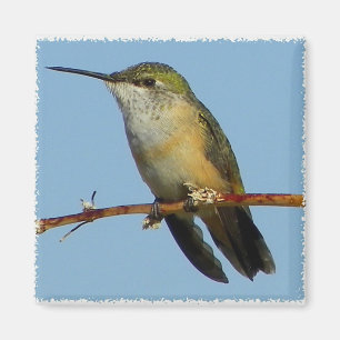 Kolibri Magnet