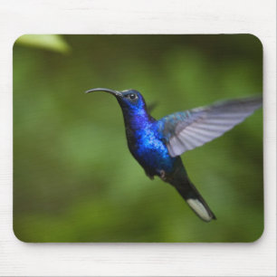 KOLIBRI-MAUSUNTERLAGE MOUSEPAD