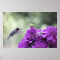 Kolibri mit lila Dahliposter