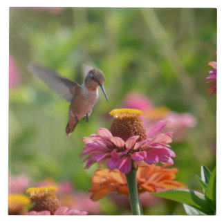 Kolibri mit Zinnias Fliese