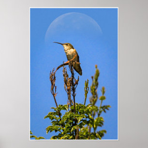 Kolibri-Mond-Druck Natur-Wildlife-Kunst Poster