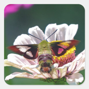 Kolibri-Motte Quadratischer Aufkleber