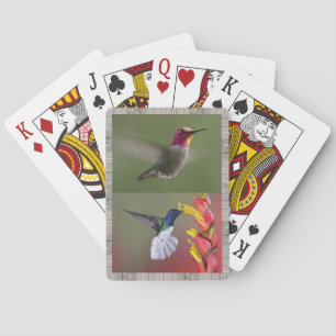 Kolibri-Plattform der Spielkarten