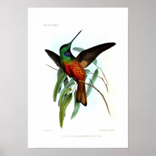 Kolibri Poster