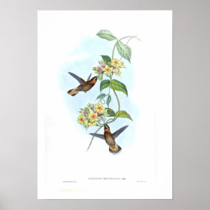 Kolibri Poster