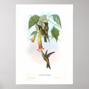 Kolibri Poster