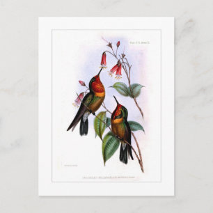 Kolibri Postkarte