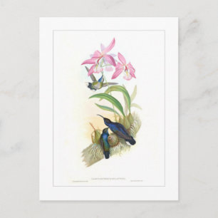 Kolibri Postkarte