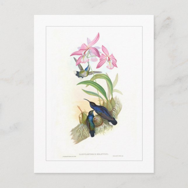 Kolibri Postkarte (Vorderseite)
