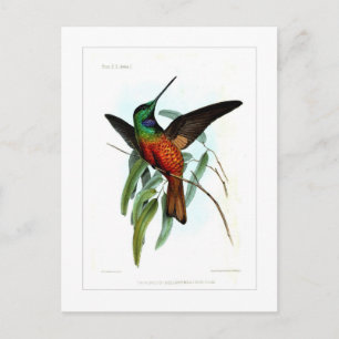 Kolibri Postkarte