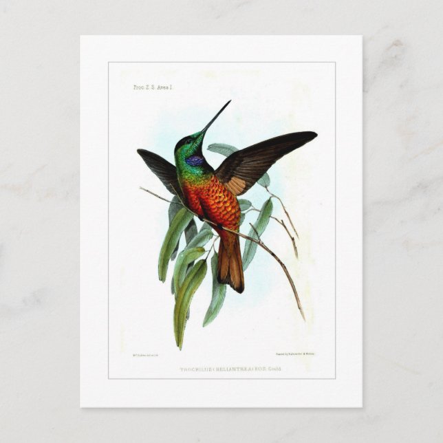 Kolibri Postkarte (Vorderseite)