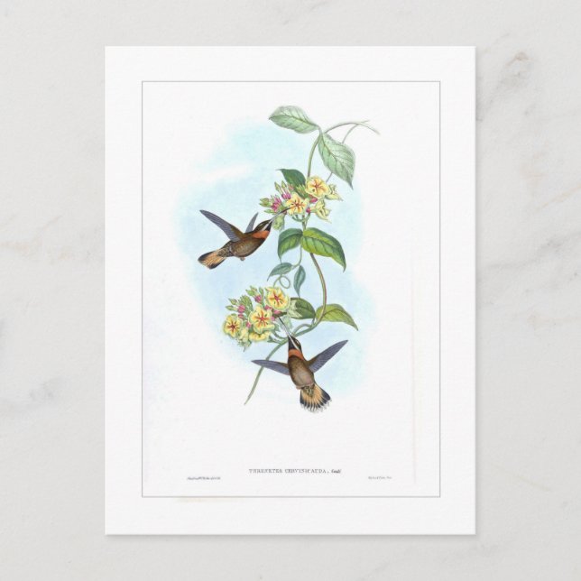 Kolibri Postkarte (Vorderseite)