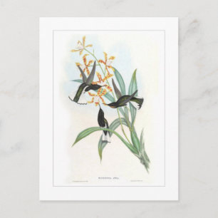Kolibri Postkarte