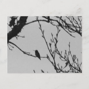 Kolibri-Postkarte Postkarte