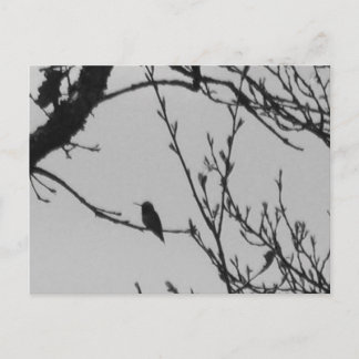 Kolibri-Postkarte Postkarte