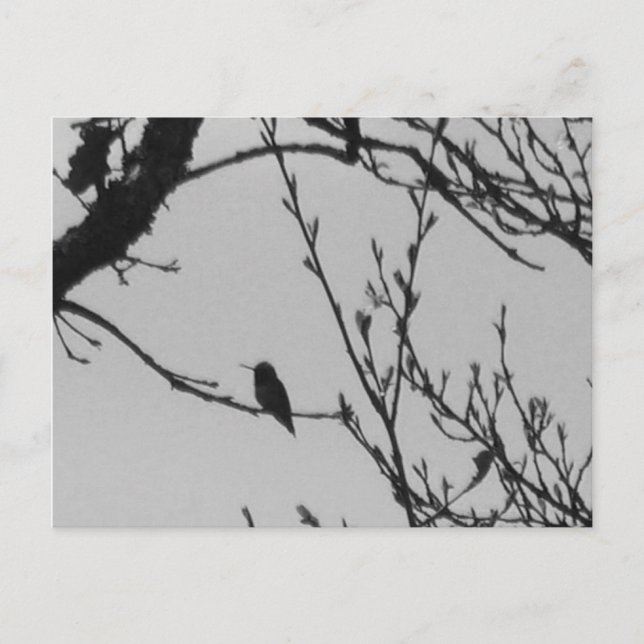 Kolibri-Postkarte Postkarte (Vorderseite)