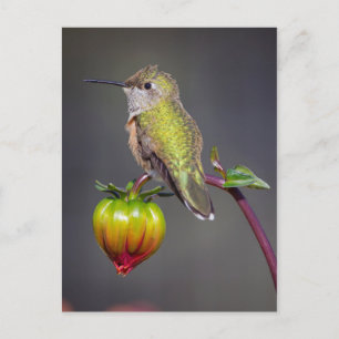 Kolibri ruht auf Blütenknospe Postkarte