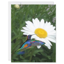 Kolibri-Schabblonenpapier 