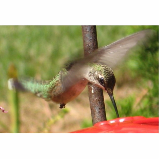 Kolibri-Skulptur Freistehende Fotoskulptur (Vorne)