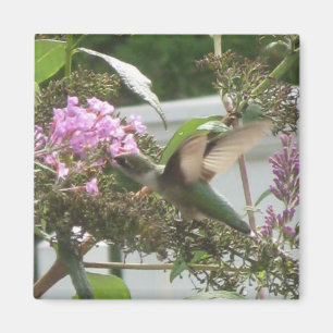 Kolibri-Tanz-Magnet Magnet