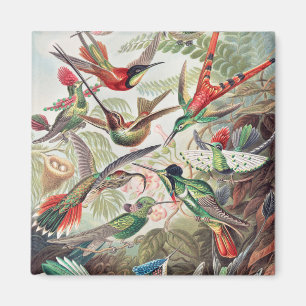 Kolibri, Trochilidae Kolibris von Ernst Haeckel Magnet