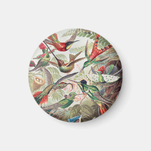 Kolibri, Trochilidae Kolibris von Ernst Haeckel Magnet