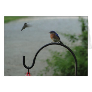 Kolibri u. Drossel, religiös