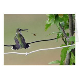 Kolibri-u. Honig-Biene