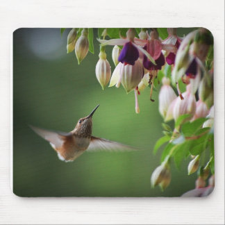 Kolibri-und Fushia Blumen-Pflanze Mousepad