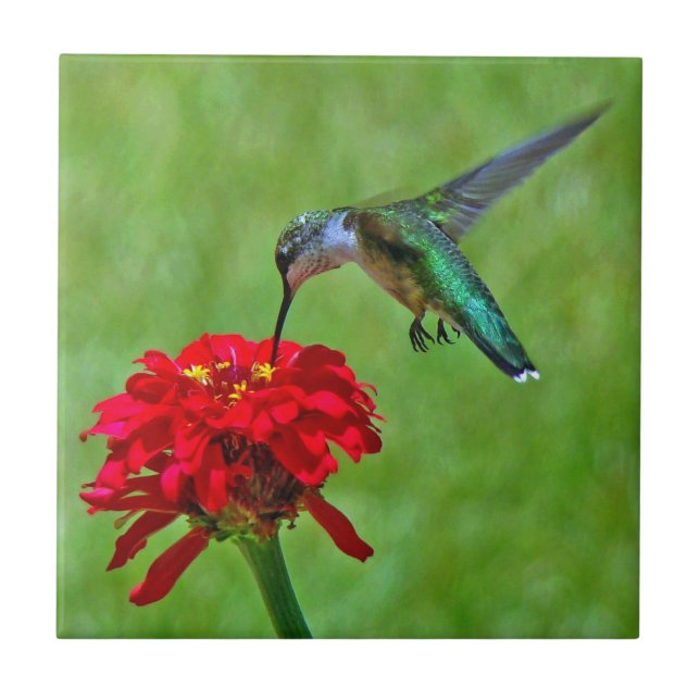 Kolibri und rote Zinnia-Keramik-Fliesen Fliese (Vorderseite)