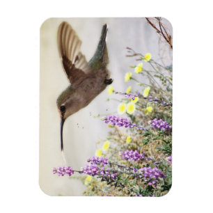 Kolibri und Wildblumen Digitale Kunst  Magnet