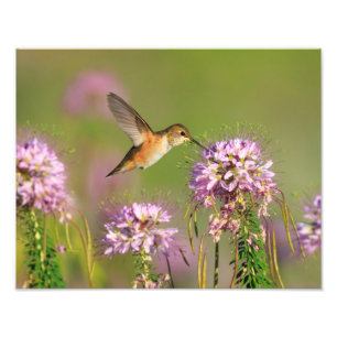 Kolibri und Wildblumen Fotodruck