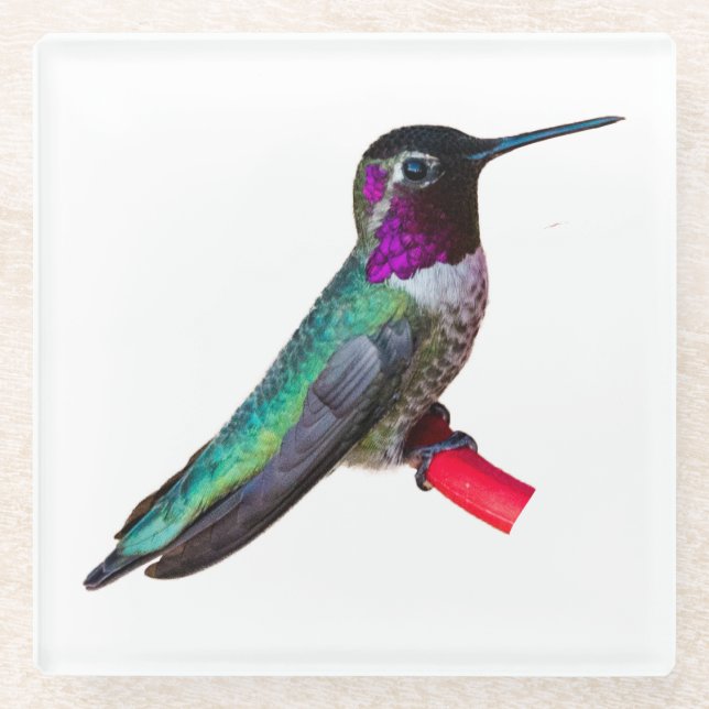 Kolibri-Untersetzer - Entwurf B Glasuntersetzer (Vorderseite)